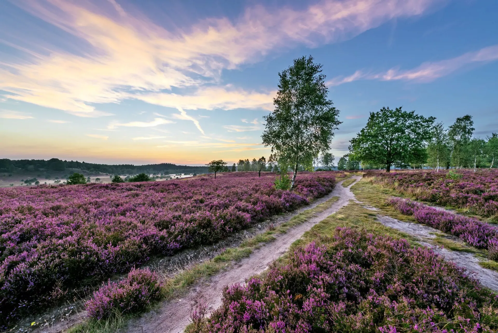 Blühende Heidelandschaft in der Lüneburger Heide
